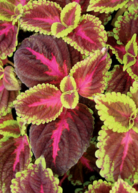 Coleus (Solenostemon) 'Violet Tricolor'